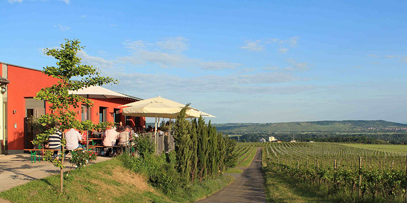 Výhled z vinařství na Rheinhessen